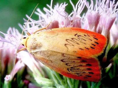 Miltochrista miniata