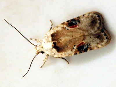 Agonopterix alstromeriana