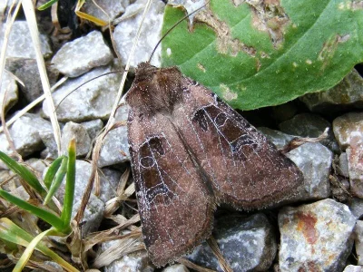 Chersotis cuprea