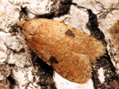 Agonopterix propinquella