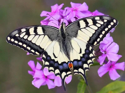 Papilio (Papilio) machaon