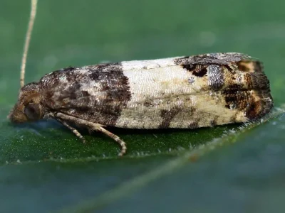Spilonota ocellana