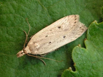 Nothris verbascella