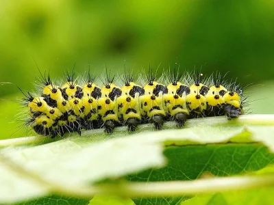 Saturnia (Eudia) pavonia