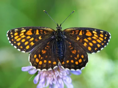 Melitaea (Mellicta) britomartis