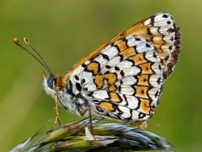 Melitaea cinxia