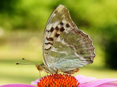 Argynnis (Argynnis) paphia