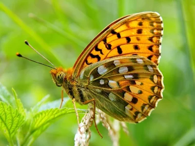 Argynnis (Speyeria) aglaja