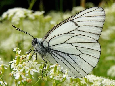 Aporia crataegi