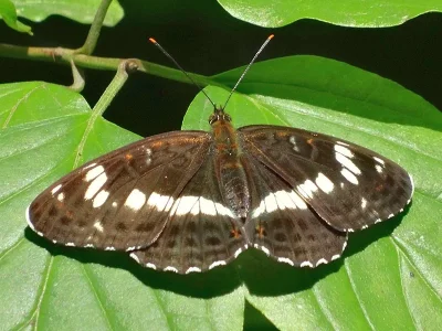 Limenitis camilla