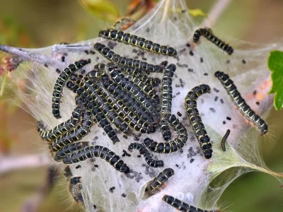 Eriogaster (E.) lanestris