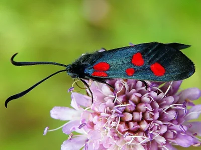 Zygaena (Zygaena) lonicerae