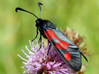 Zygaena (Zygaena) trifolii
