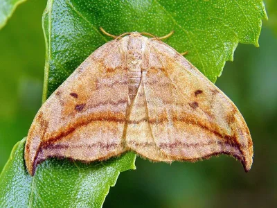 Drepana curvatula