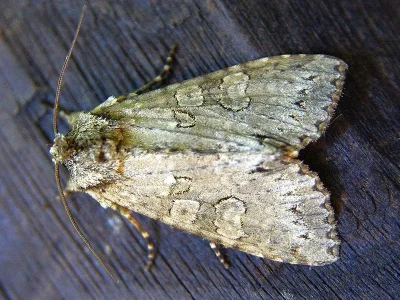 Polia (Polia) nebulosa