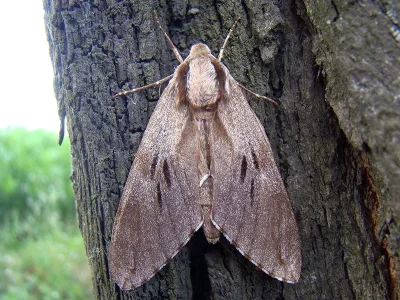 Sphinx pinastri