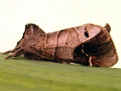 Clostera anachoreta