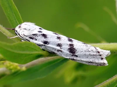 Coscinia cribraria