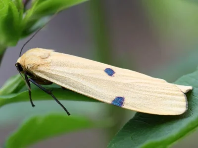 Lithosia quadra