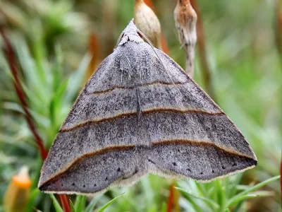 Colobochyla salicalis