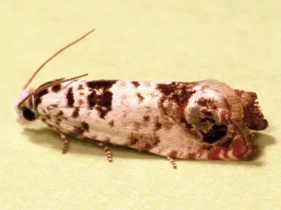 Eucosma campoliliana