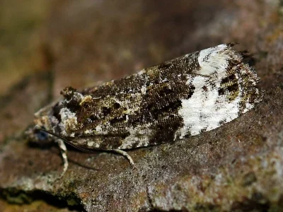 Apotomis sororculana