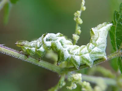 Abrostola tripartita