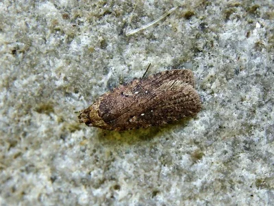 Agonopterix multiplicella