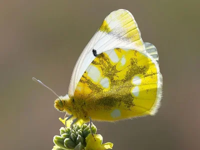 Zegris eupheme