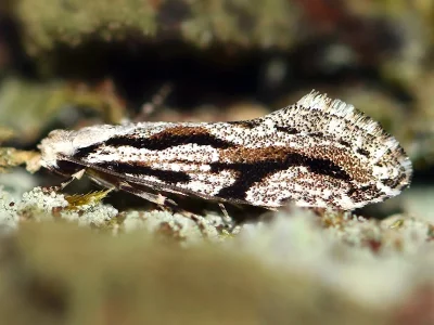 Archinemapogon yildizae