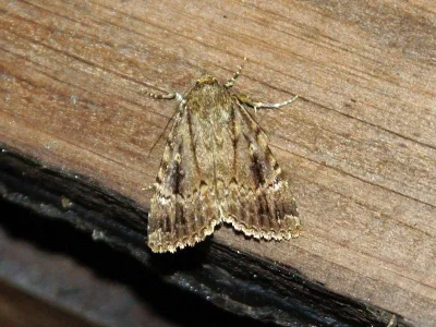 Amphipyra (Amphipyra) berbera