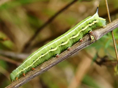 Macroglossum stellatarum