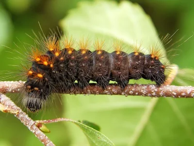 Acronicta (Viminia) auricoma