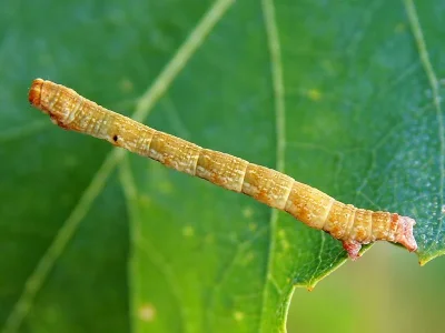 Cyclophora (C.) albipunctata