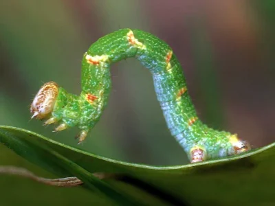 Cyclophora (Codonia) punctaria