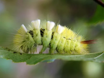 Calliteara pudibunda