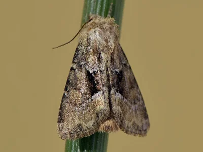 Xylomoia strix