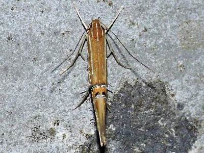 Cosmopterix lienigiella