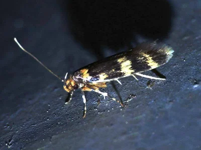 Oegoconia uralskella