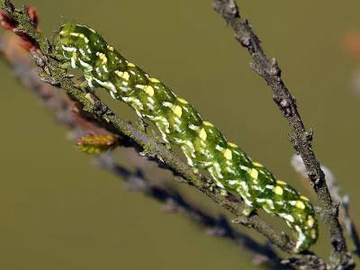Anarta (A.) myrtilli