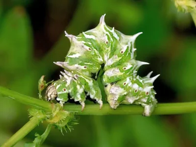 Apochima flabellaria