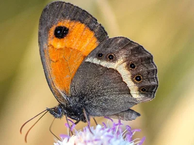 Pyronia (Idata) bathseba