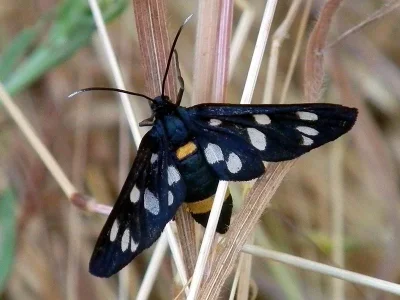 Amata (Syntomis) phegea