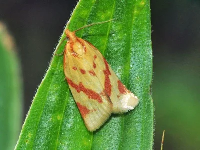 Clepsis pallidana