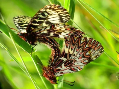 Zerynthia (Zerynthia) polyxena