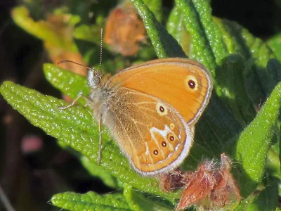 Coenonympha corinna