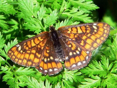 Euphydryas (Hypodryas) maturna
