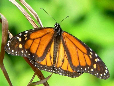 Danaus (Danaus) plexippus
