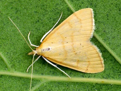 Anania crocealis