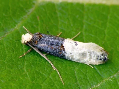Trichophaga tapetzella